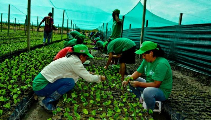 DISPONDRÁN S/ 57 MILLONES PARA FINANCIAR PROYECTOS DE INVESTIGACIÓN AGRARIA