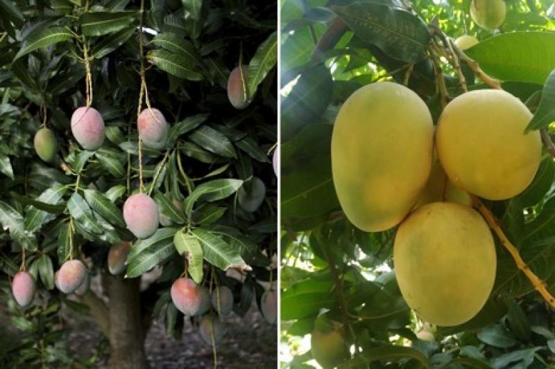 Disponibilidad de mango en Estados Unidos disminuye significativamente este invierno ante menor producción de Perú y Ecuador