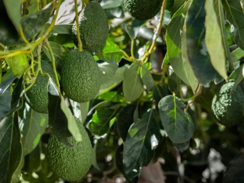 Disponibilidad de palta en Estados Unidos es abundante