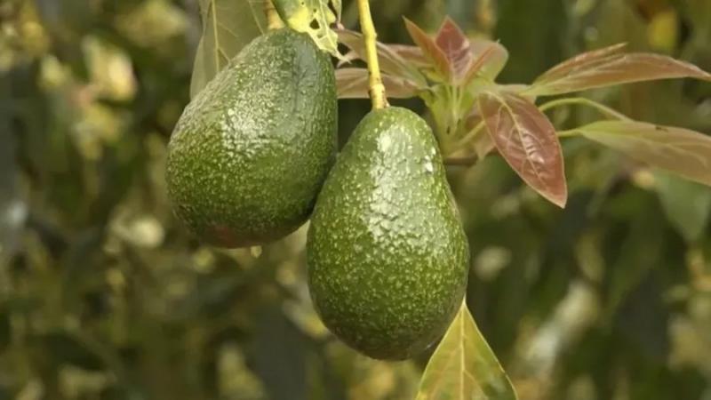 Disponibilidad y precio de la palta se verán afectados por la suspensión de inspecciones en Michoacán