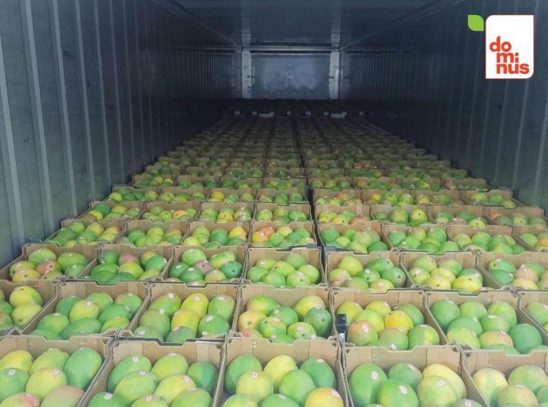 Dominus despacha por primera vez mango por vía marítima a Guatemala