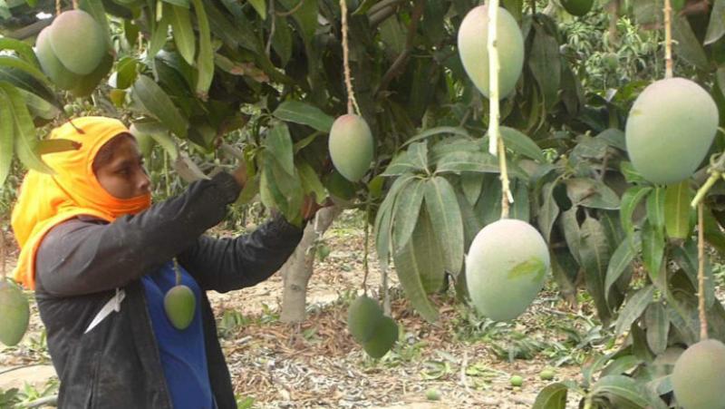 Dotación de agua pone en riesgo al mango de exportación