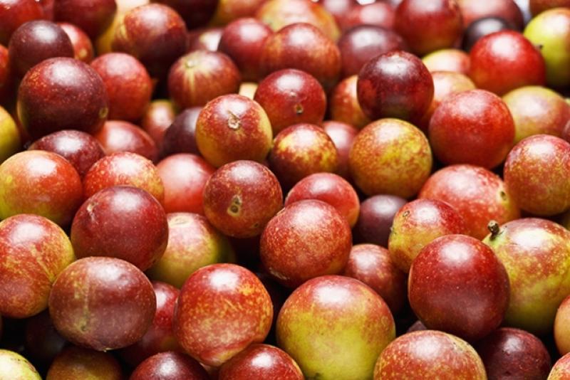 DRA Ucayali implementa proyecto para mejorar productividad del camu camu