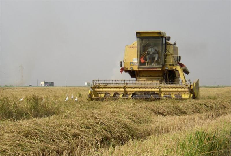 ECUADOR EXPORTARÍA ARROZ A PERÚ POR SEQUÍAS