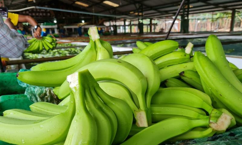 Ecuador exportó 174.79 millones de cajas de banano entre enero y mayo de 2025, registrando un aumento de 5.89%