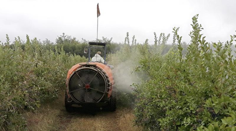 EE.UU.: Arándanos entre los productos que presentan mayor concentración de pesticidas