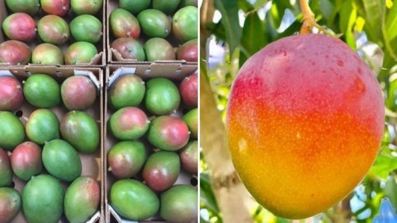 EE.UU.: problemas logísticos durante toda la campaña de importación de mango