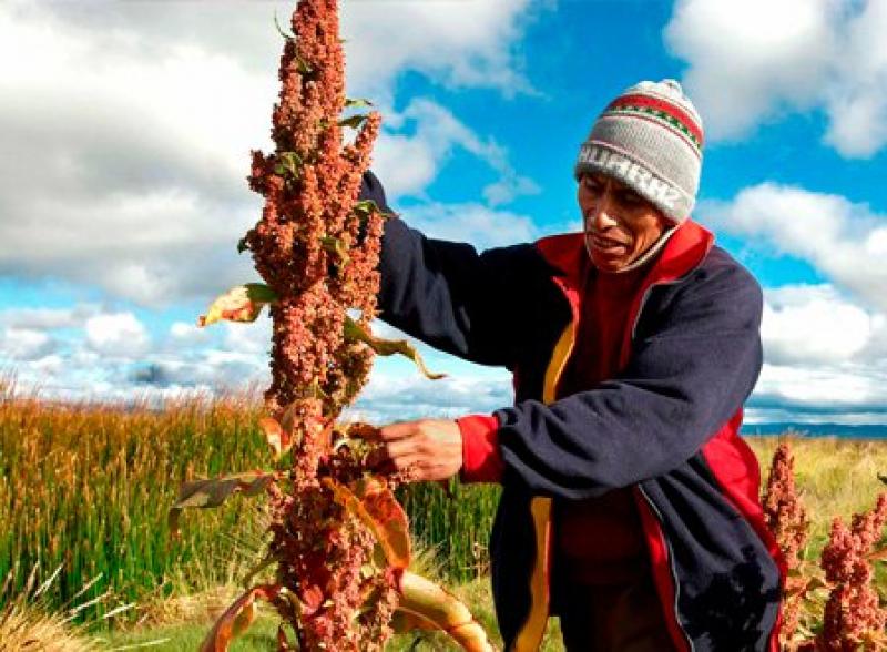 EE.UU. AMPLIÓ LISTA DE PLAGUICIDAS PARA FAVORECER IMPORTACIÓN DE QUINUA PERUANA