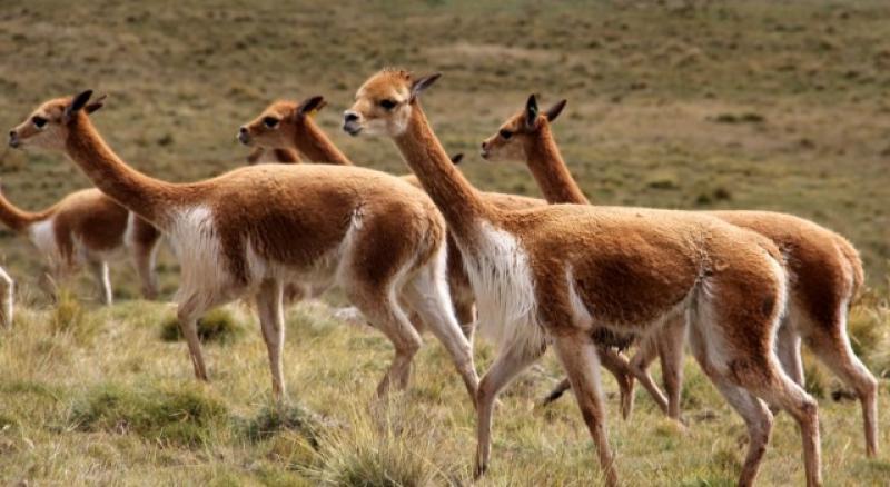 EJECUTAN PLAN DE MANEJO DE FIBRA DE VICUÑA EN RESERVA PAMPAS GALERAS