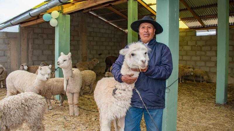 Ejecutan S/ 326 millones para proteger a más de 2 millones de alpacas y ovinos ante heladas