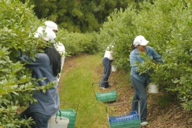 Ejecutivo aprobaría hoy proyecto para extender Ley de Promoción Agraria hasta el 2031