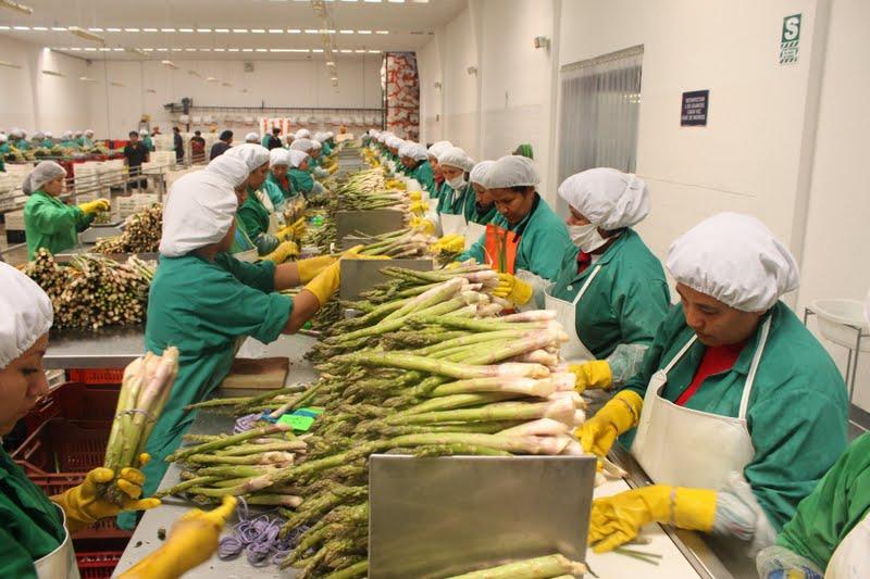 EL 2012 DESDE LA PERSPECTIVA DE LOS EMPRESARIOS DEL AGRO