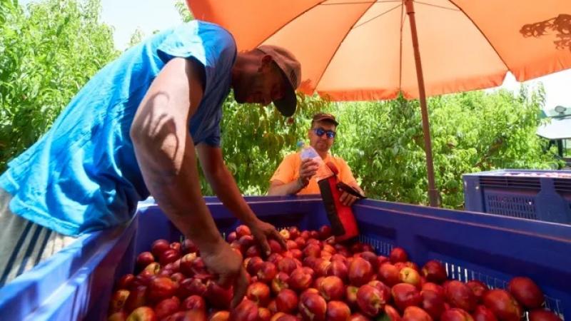 El 26.6% de los trabajadores en la agricultura española son extranjeros con 258.525 afiliados, 6% más que el año anterior