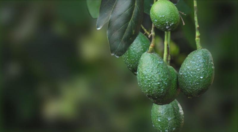 El 30% de la producción de palta Hass de las zonas altoandinas estaría en riesgo por la sequía