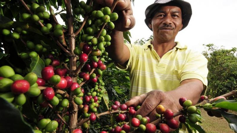 El 59.2 % de caficultores peruanos trabaja de manera informal