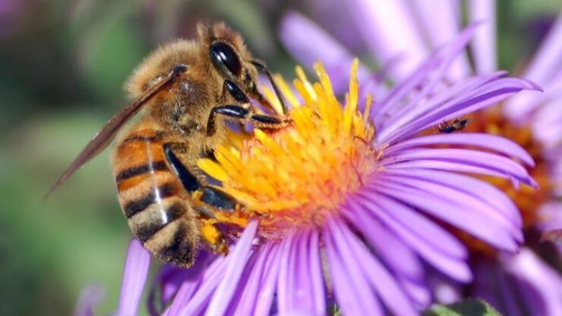 El 75% de los cultivos alimentarios del mundo dependen en cierta medida de la polinización