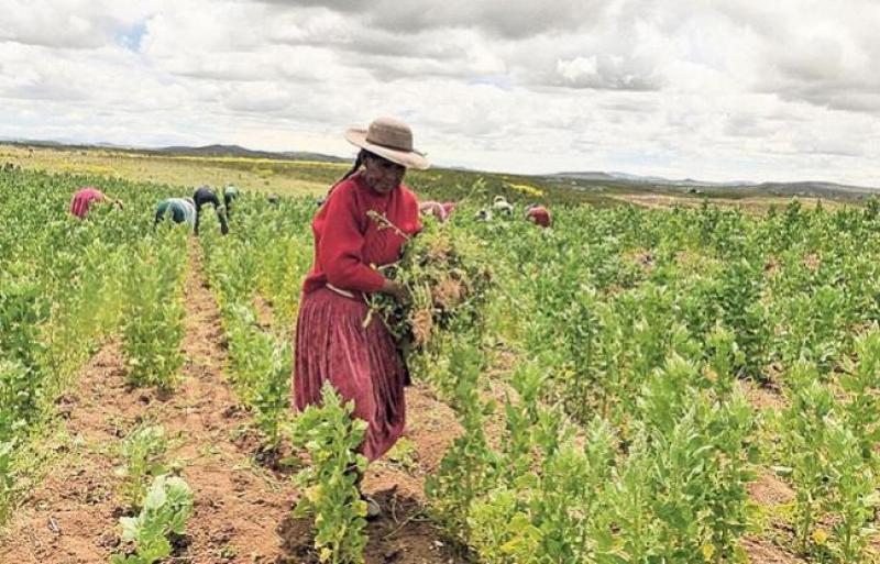 El 81% de agricultores con potencial agroexportador están sin acceso al crédito