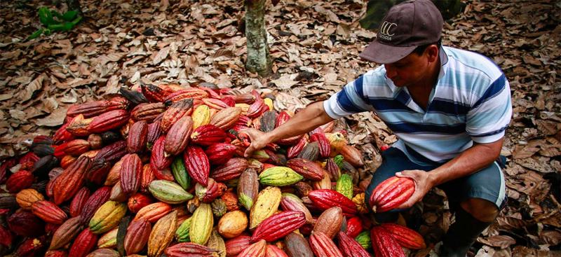 El 93% de la producción peruana de cacao se concentra en 7 regiones