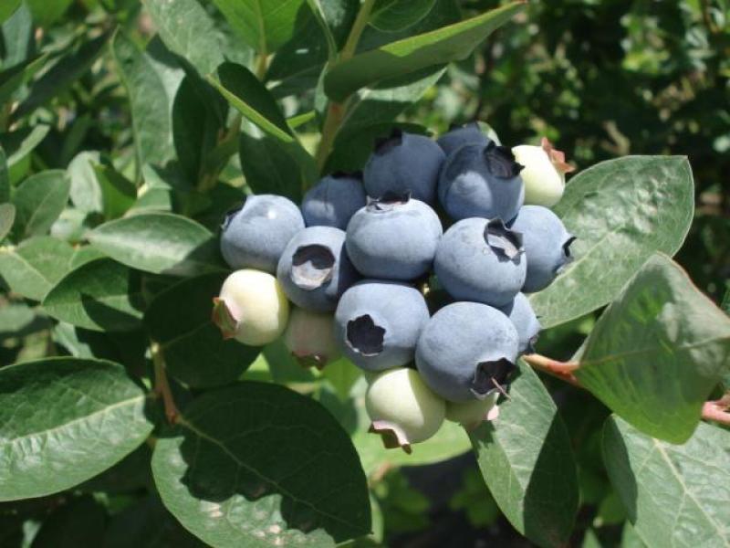 EL ARÁNDANO Y EL AGUAYMANTO DESLUMBRAN EN FRUIT LOGISTICA 2013