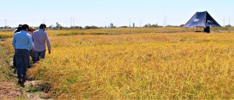 El arroz más austral del mundo se adapta al cambio climático