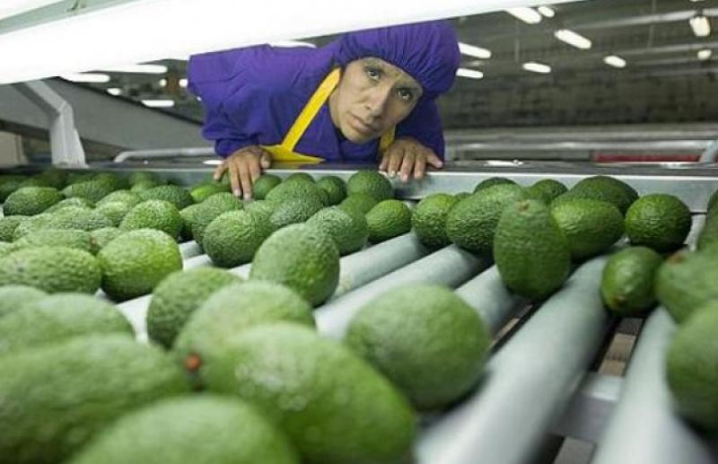 El auspicioso año para la palta peruana en Estados Unidos se opaca por las altas tarifas navieras