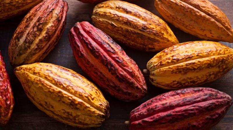 El cacao peruano marca un hito con la primera barra de chocolate 100% trazable conforme a la EUDR