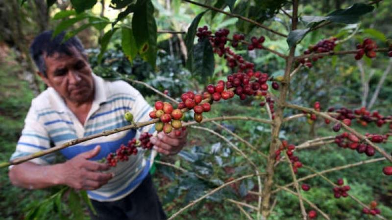 El café, un sobreviviente de la pandemia