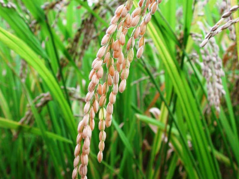 EL CALOR ANÓMALO DE ABRIL FAVORECIÓ A LOS CULTIVOS DE ARROZ