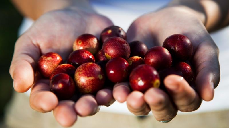 El camu camu peruano se consolida como líder del biocomercio global y apunta a la alta cosmética