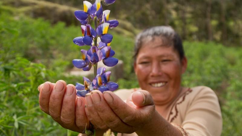 El cultivo de quinua y tarwi en rotación ofrece múltiples beneficios