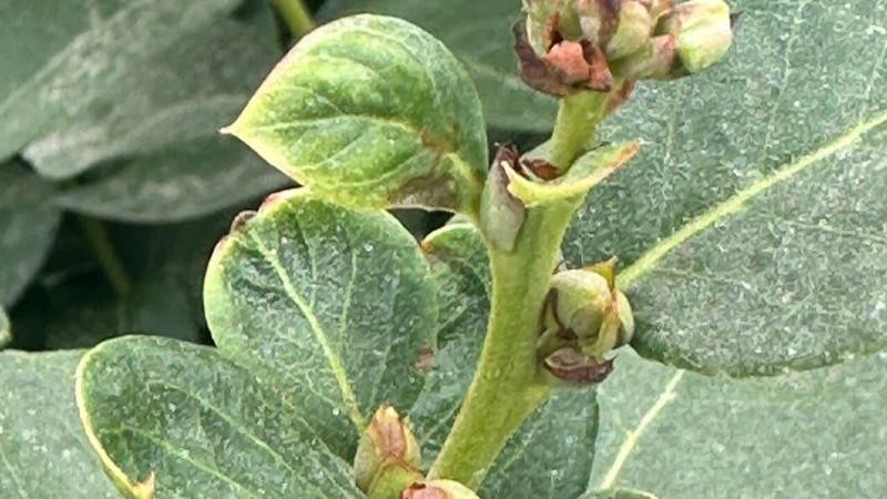 El enemigo invisible del arándano: Radiación UV-B quema la floración un mes antes de que aparezca