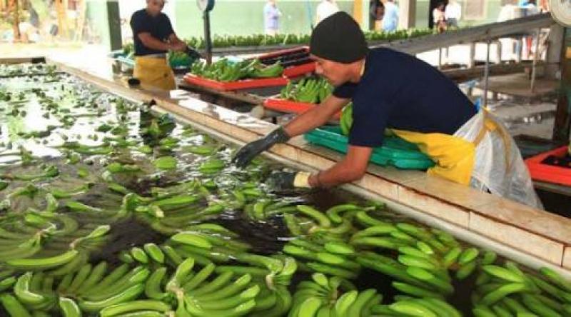 EL EXCESO DE OFERTA MUNDIAL REDUCE LOS PRECIOS DE LAS BANANAS