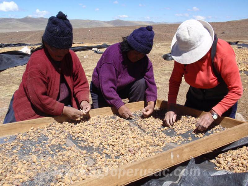 EL FUTURO DE LA MACA