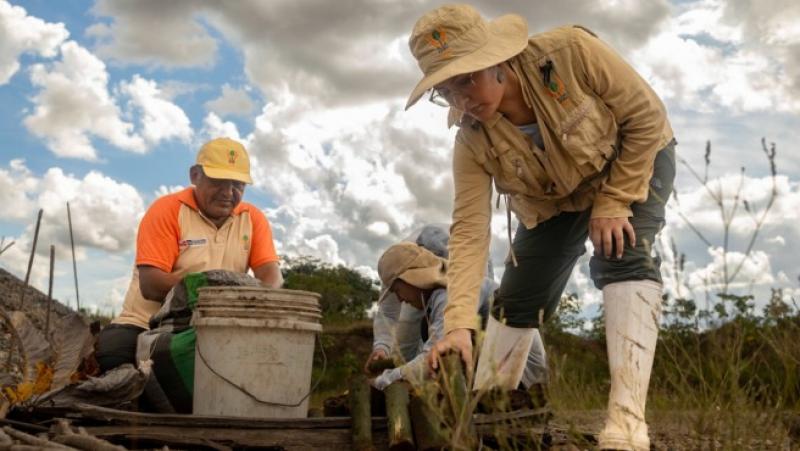 El IIAP lidera la restauración de zonas degradadas por minería aurífera en Madre de Dios