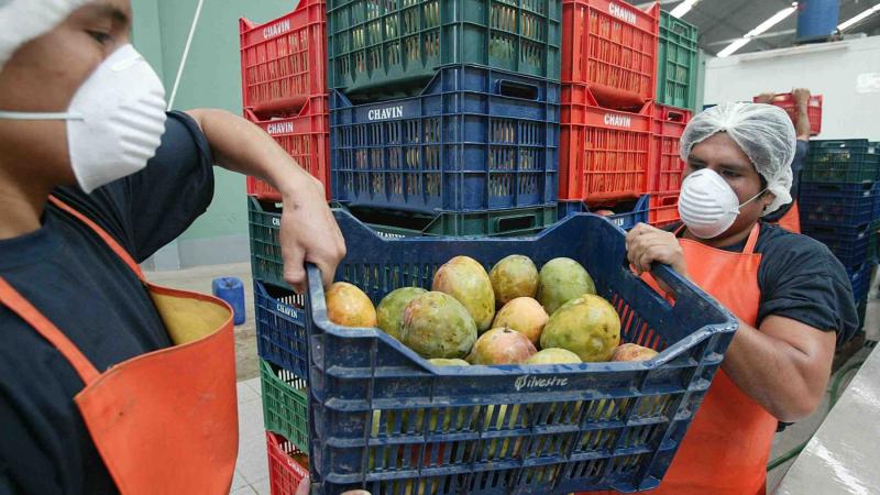 El mango peruano ha tenido que competir por cartón, transporte y equipos vacíos contra otros productos agrícolas…y encima una subida de tarifas navieras