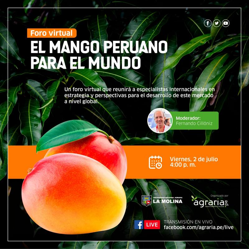 “EL MANGO PERUANO PARA EL MUNDO”: Un foro virtual que reunirá a especialistas internacionales en estrategia y perspectivas para el desarrollo de este mercado a nivel global