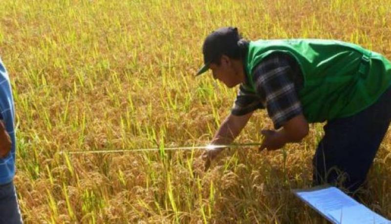 El Niño Costero impactará en el precio del seguro agrícola