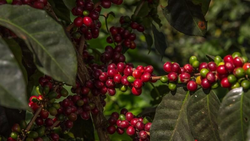 El Niño se fortalece y eleva el riesgo climático para el mercado global de café en 2026