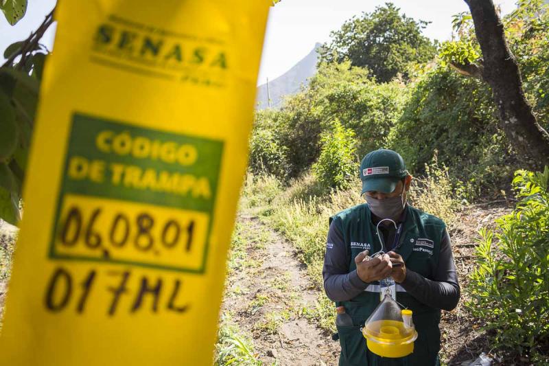 El próximo año Cajamarca acelerará el paso para convertirse en área libre de mosca de la fruta