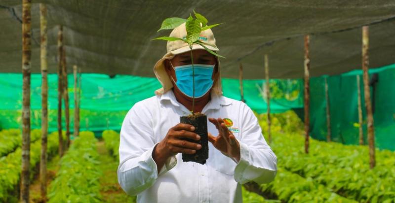 El reto de una cadena de cacao libre de deforestación