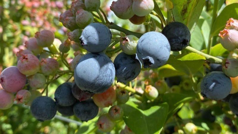 El secreto detrás del color azul: ¿cuándo están realmente listos los arándanos?