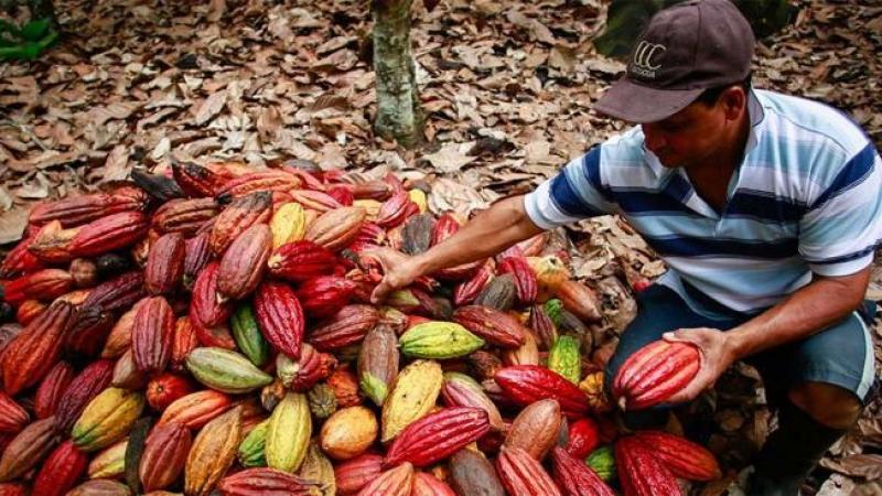 El secreto detrás del éxito del cacao: control biológico y buenas prácticas agrícolas