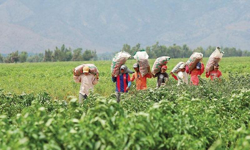 El sector agropecuario crecería 6% en 2018