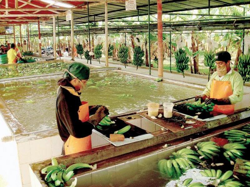 ELECTO PRESIDENTE REGIONAL DE PIURA APOYARÁ A PRODUCTORES DE BANANO