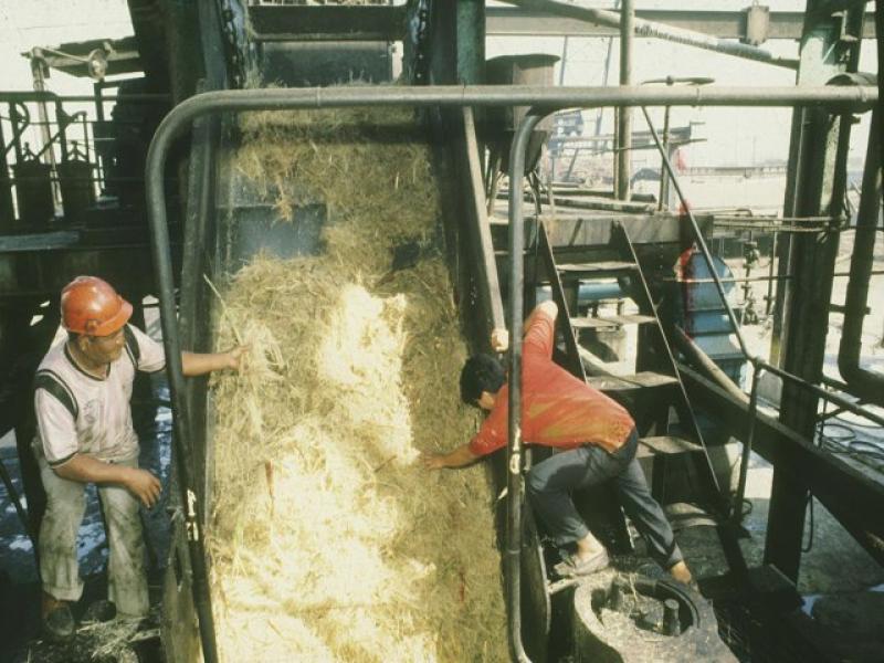 EMPRESA “EL EDÉN” PRODUCIRÍA 500 TONELADAS DE AZÚCAR RUBIA EN OCTUBRE