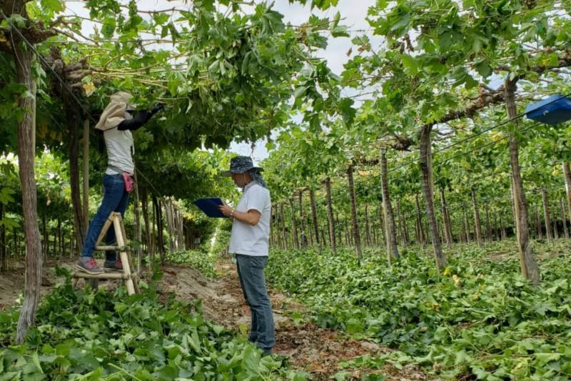Empresas agroindustriales de Piura formalizan a 10.254 trabajadores