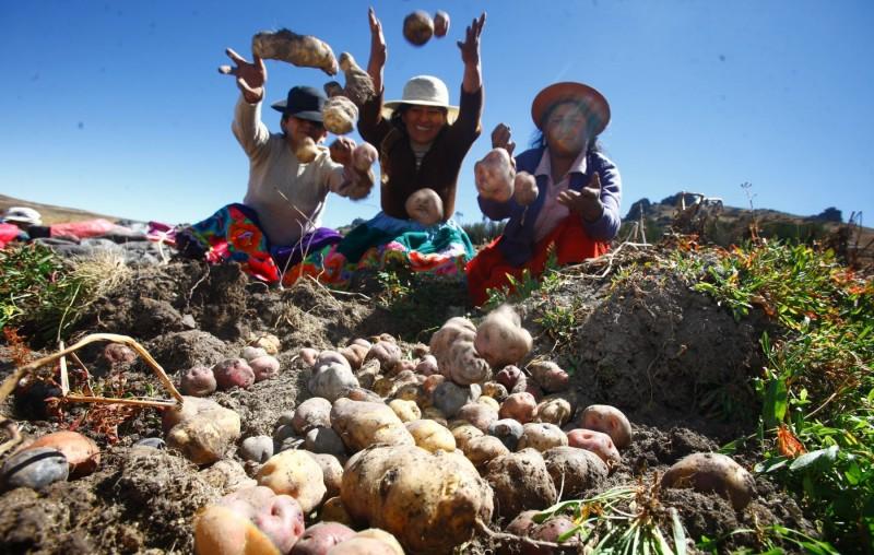 En 2019 el cultivo de papa generó más de 34 millones de jornales de trabajo