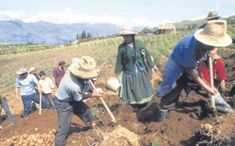 En 5 años, la asociatividad en el sector agrícola llegaría al 50%