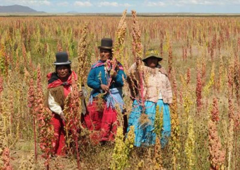 EN BOLIVIA SIENTEN AMENAZA ANTE PRODUCCIÓN DE QUINUA EN PERÚ