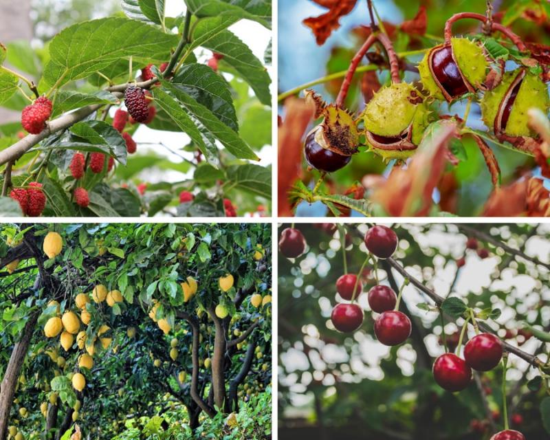 En el 2017 se plantaron casi 3.4 millones de hectáreas de árboles de fruta en la UE